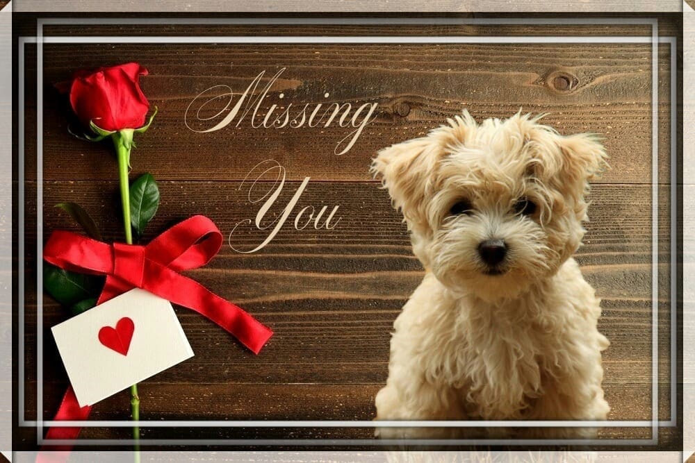 I Miss You