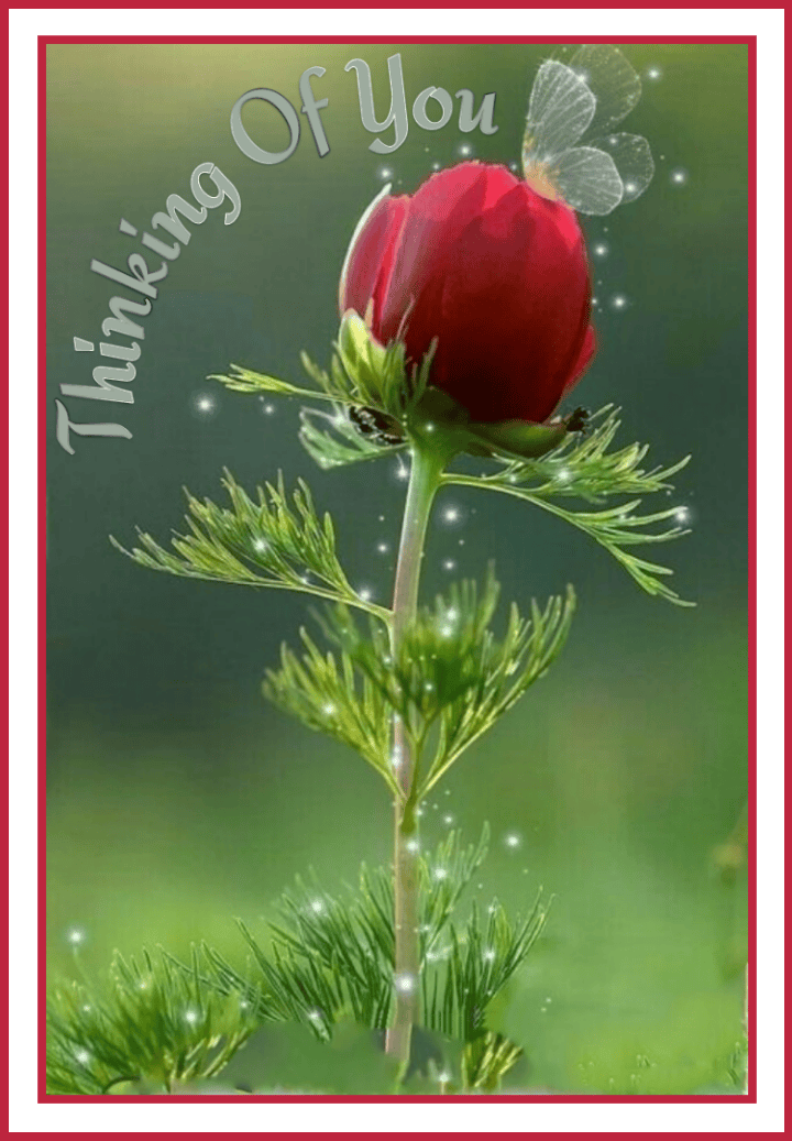 Thinking of You Cards